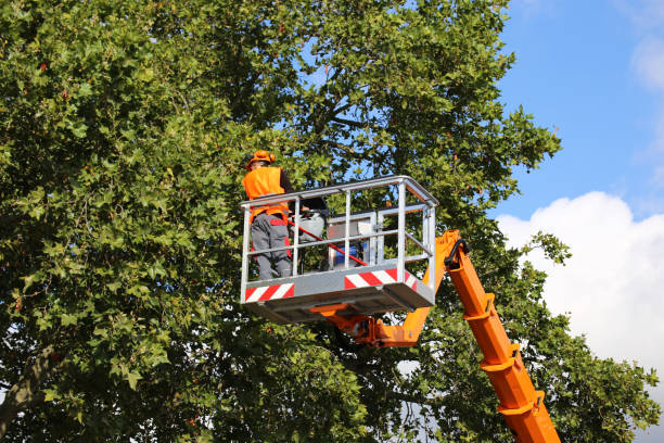 Best Commercial Tree Services  in Meadows Place, TX