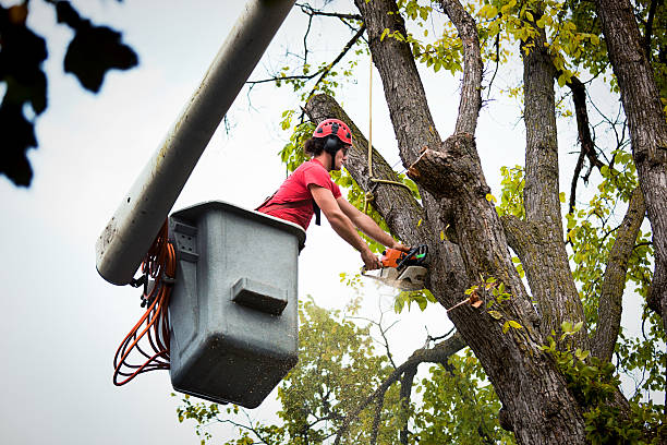 Best Hedge Trimming  in Meadows Place, TX